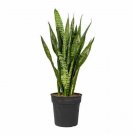 Butterfly Bob 6inPot door Houses Air Purifying Shrub Live Plant NN7 6in9 FOLIAGE