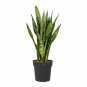 Butterfly Bob 6inPot door Houses Air Purifying Shrub Live Plant NN7 6in9 FOLIAGE