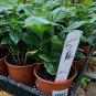 Arabica Coffee From California Tropicals Size  Live Plant NN7 4inPot  Indoor CO8