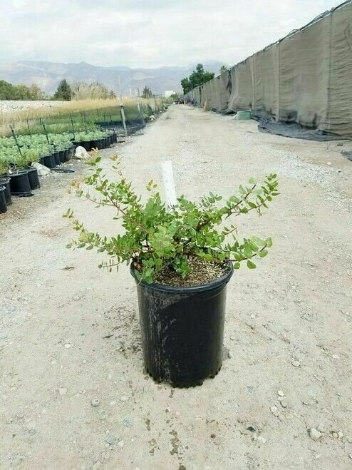 Point Reyes Bearberry Arcto U Point Reyes Groundcover plant 1gallon Live Plant N