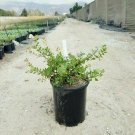 Point Reyes Bearberry Arcto U Point Reyes Groundcover plant 1gallon Live Plant N