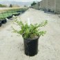 Point Reyes Bearberry Arcto U Point Reyes Groundcover plant 1gallon Live Plant N