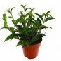 Lipstick Black Pagoda House  Care Guide Live Plant NN7 4inPot  Indoor CO8