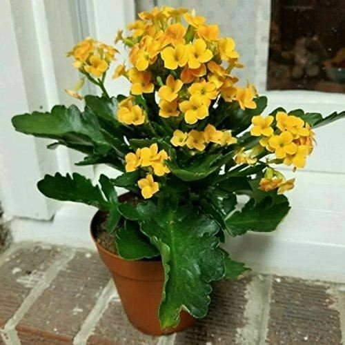 Assorted Kalanchoe Kalanchoe Blossfeldiana  Yellow Live Plant NN7 4inPot  Indoor