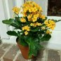 Assorted Kalanchoe Kalanchoe Blossfeldiana  Yellow Live Plant NN7 4inPot  Indoor
