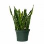 Snake plant 6inPot anseveria Green Live Plant NN7 6inPot Indoor CO8