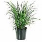 Black Mondo Ophiopogon Japonicus Nigrens plant 1gallon Live Plant NN7