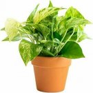 Epipremnum Aureum hos Marble Queen Indoor Outdoor Live Plant NN7 4inPot