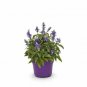 Salvia East Friesland plant 1gallon Live Plant NN7 FR71G Outdoor
