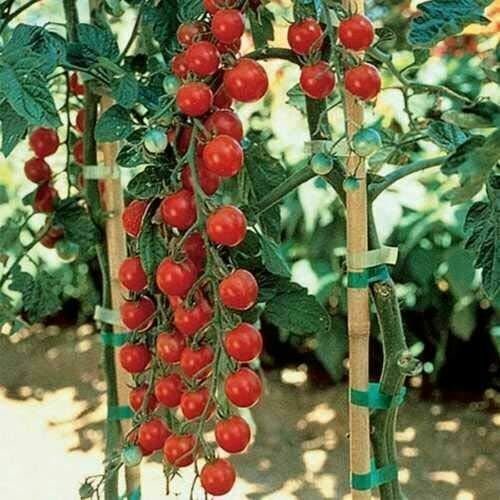 tomatoes Sweet 0 Cherry Tomatoes  Live Plant NN7 4inPot  Indoor CO8