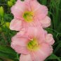 Hemerocallis Datebook Daylily pink,evergreen plant 1gallon Live Plant NN7 MR71G