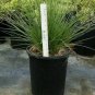 Red Fescue Festuca Rubra Outdoor plant 1gallon Live Plant NN7