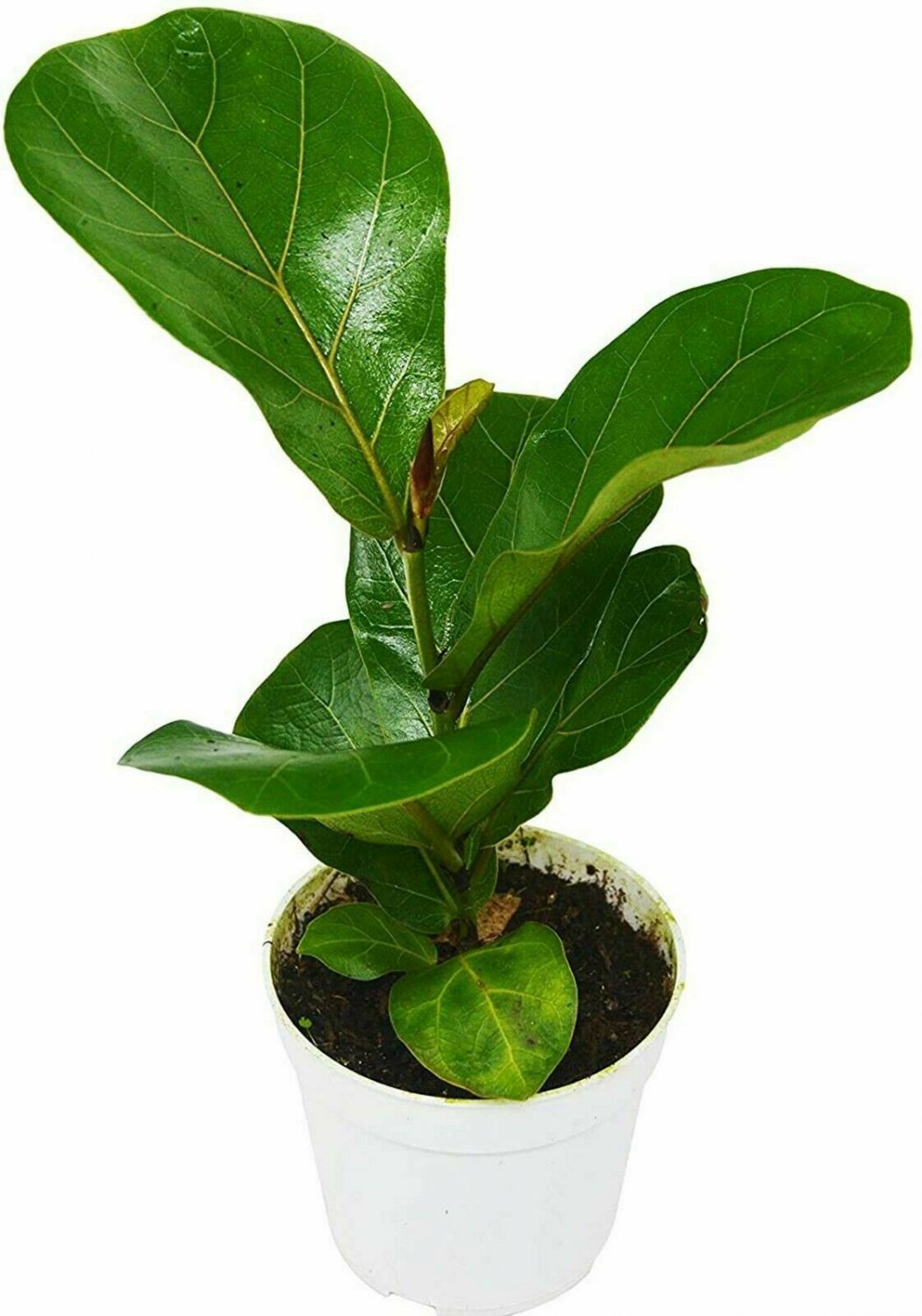 Ficus Lyrata Fiddle Leaf Fig Indoor Air Purifier 1Gallon Live Plant NN7