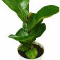 Ficus Lyrata Fiddle Leaf Fig Indoor Air Purifier 1Gallon Live Plant NN7