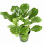Ficus Lyrata Fiddle Leaf Fig Indoor Air Purifier 1Gallon Live Plant NN7