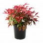 Nandina Fire Power plant 1gallon Live Plant NN7 FR71G Outdoor