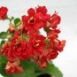 Kalanchoe Red Kalanchoe Blossfeldiana  Live Plant NN7 4inPot  Indoor CO8