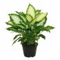 Dieff Camille  Indoor Houses Air Purifying Shrub S Live Plant NN7 4inPot  Indoor