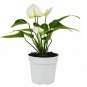 Anthurium White 6inPot Live Plant NN7 6in9 FOLIAGE INDOOR CO8 FOLIAGE INDOOR CO8