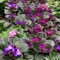 African Violets Saintpaulia  S Combo Live Plant NN7 4inPot  Indoor CO8