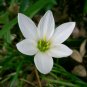 Fairy Lily Zephyranthes Candida plant 1gallon Live Plant NN7