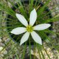 Fairy Lily Zephyranthes Candida plant 1gallon Live Plant NN7
