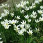 Fairy Lily Zephyranthes Candida plant 1gallon Live Plant NN7