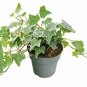English Ivy Glacier House #Hssfa Live Plant NN7 4inPot   Indoor CO8