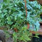 Wandering Jew Bridal Veil Bridal Veil House It 06inPot Full Live Plant NN7