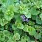 Creeping Charlie Glechoma Hederacea  Gif Live Plant NN7 4inPot  Indoor CO8