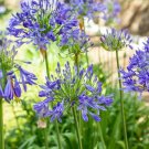 African Blue Lily Agapanthus Africanus Bluehrubs plant 1gallon Live Plant NN7