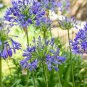 African Blue Lily Agapanthus Africanus Bluehrubs plant 1gallon Live Plant NN7