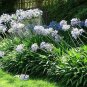 African Blue Lily Agapanthus Africanus Bluehrubs plant 1gallon Live Plant NN7