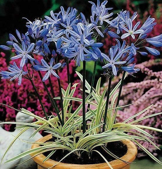 Agapanthus Tinkerbell plant 1gallon Live Plant NN7 FR71G Outdoor