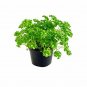 Parsley Curled Petroselinum Crispum Herbs Live Plant NN7 4inPot