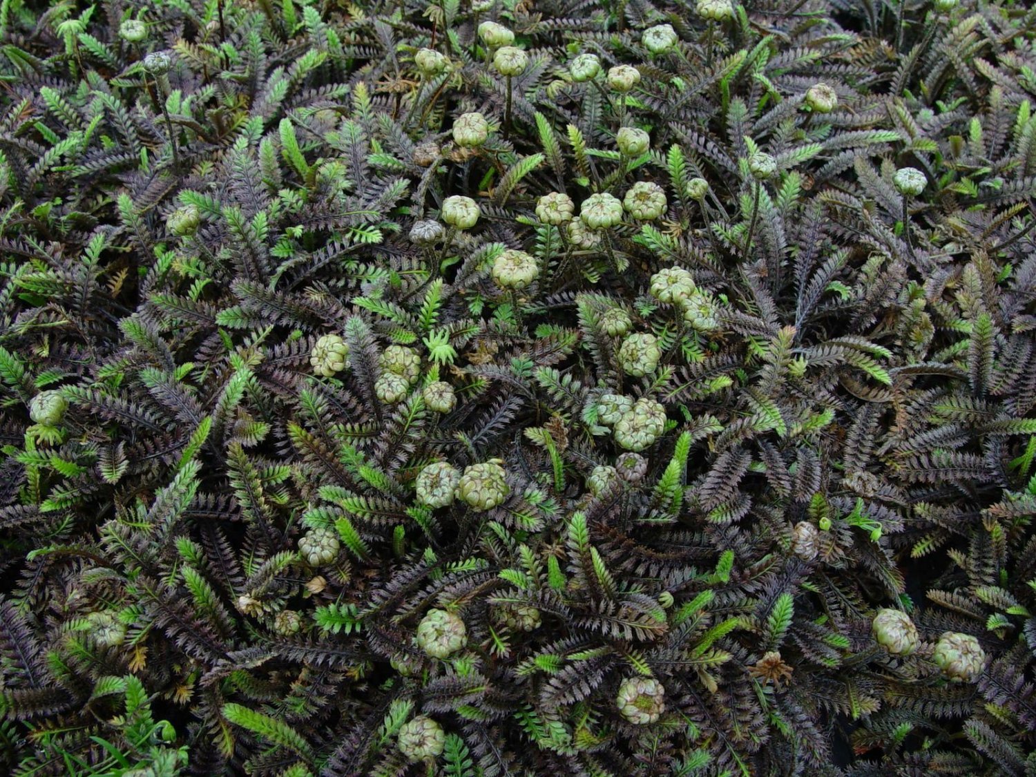 Brass Buttons Black Groundcover Plant 24 Plants 2inPot Live Plant NN7 groundcove