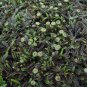 Brass Buttons Black Groundcover Plant 24 Plants 2inPot Live Plant NN7 groundcove