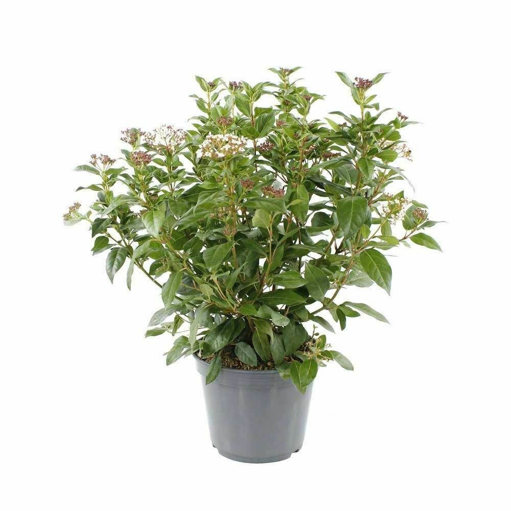 Viburnum tinus Spring Bouquet plant 1gallon Live Plant NN7 FR71G Outdoor