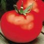 tomatoes Better Boy Tomato S  ted S Live Plant NN7 4inPot  Indoor CO8