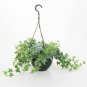Ivy  plant helix ivy variegated IVY  6inPot Live Plant 6in9 FOLIAGE INDOOR