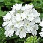 White Flower Farm Verbena Endurascape White Blus plant 1gallon Live Plant NN7