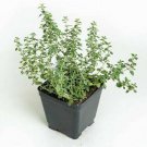 English Thyme Herb Winter Hardy Thyme S Live Plant NN7  veggies herbal  4inPot