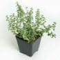 English Thyme Herb Winter Hardy Thyme S Live Plant NN7  veggies herbal  4inPot