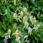 Japanese Honeysuckle Halliana Lonicera J Halliana plant 1gallon Live Plant NN7