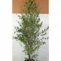 Betula Alba 3gallon Live Plant NN7 Outdoor plant 5gallonG Outdoor