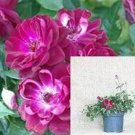 Burgundy Iceberg Rose Rosa Iceberg Burgundy Perennial plant 1gallon Live Plant N