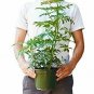 Schefflera Arboricola 6inPot Live Plant NN7 6in9 FOLIAGE INDOOR CO8