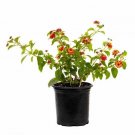 Lantana Dallas Red plant 1gallon Live Plant NN7 FR71G Outdoor