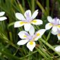 Dietes vegeta Morea Fortnight Lily plant 1gallon Live Plant NN7 MR71G