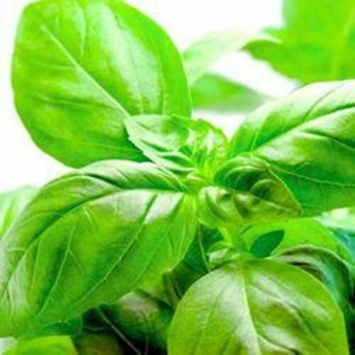 Basil Sweet Ocimum Basilicum Herbs Live Plant NN7 4inPot